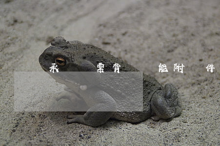 承兌匯票背書時能附條件嗎