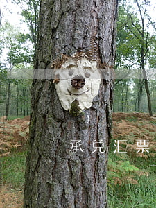 承兑汇票背书