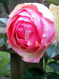承包合同怎么寫(工程承包合同怎么寫)