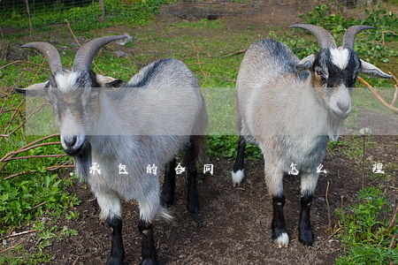 承包的合同糾紛怎么處理