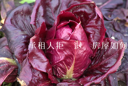 承租人拒絕退還房屋如何處理