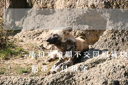 承租方逾期不交回租賃物怎么辦-承租方逾期不支付租金