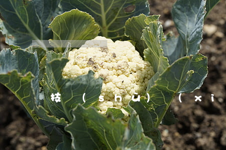 技術(shù)協(xié)議范本