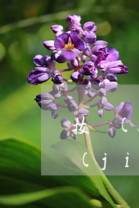 技術(shù)轉(zhuǎn)讓合同簡(jiǎn)易