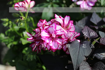 把支付寶刪了花唄欠的錢怎么還-把支付寶刪了花唄欠的錢怎么還款