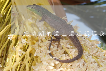 把逾期的還上還起訴嗎(我把逾期的還了)
