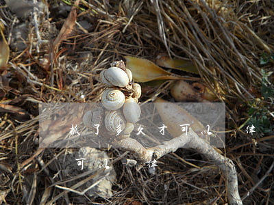 抓了多久才可以請律師(被警察抓了什么時候可以請律師)