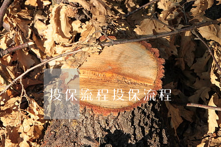 投保流程，投保流程圖