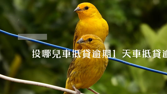 投哪兒車抵貸逾期1天(車抵貸逾期了)