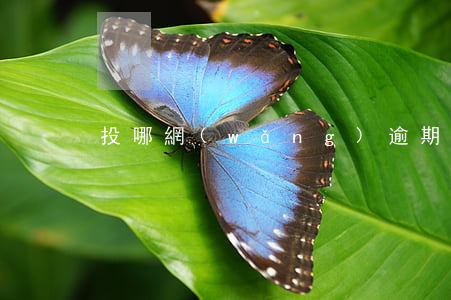 投哪網(wǎng)逾期怎么辦