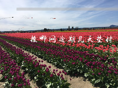 投哪网逾期几天垫付