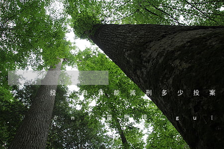 投案自首能減刑多少，投案自首的相關(guān)量刑規(guī)定