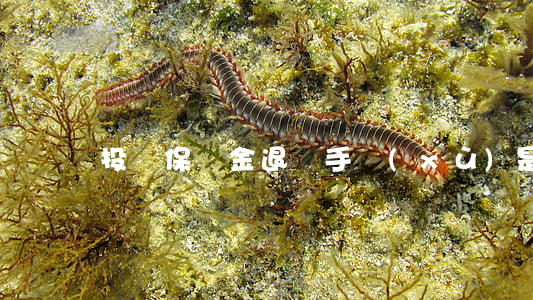 投標保證金退還手續(xù)是如何的