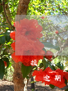 投訴支付寶花唄逾期亂收費-投訴支付寶花唄逾期亂收費怎么投訴