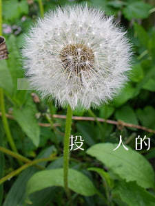 投資人的無限連帶責任是怎樣的