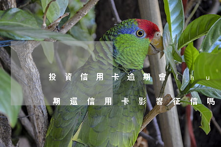 投資信用卡逾期會(huì)影響征信嗎(逾期還信用卡影響征信嗎)