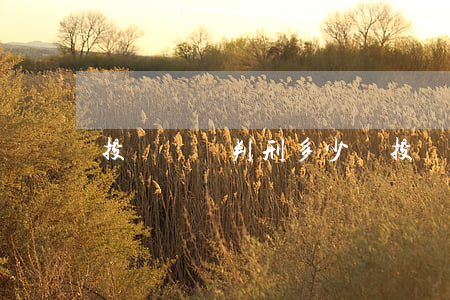 投資詐騙判刑多少(騙投資算詐騙嗎)