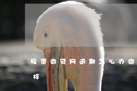投资微贷网逾期怎么办(微贷网最新消息怎么样)
