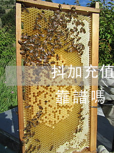 抖加充值會員點贊靠譜嗎(抖加充值會員點贊靠譜嗎?)