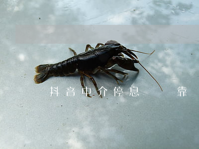 抖音中介停息掛賬靠譜么(停息掛賬中介違法嗎)