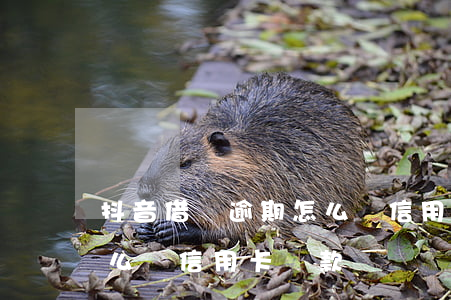 抖音借錢逾期怎么辦信用卡(抖音借錢逾期怎么辦信用卡還款)