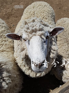 抖音分期免息券(抖音分期免手續(xù)費)