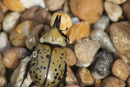 抖音支持信用卡分期嗎(抖音dou分期能用嗎)