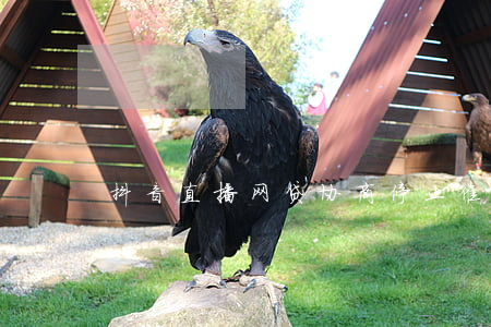 抖音直播网贷协商停止催收1到5年