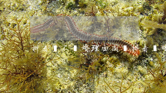 抖音講不離婚理由(因為抖音離婚的越來越多)