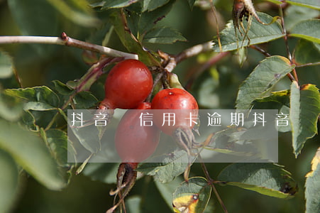抖音還信用卡逾期 抖音還信用卡逾期怎么辦