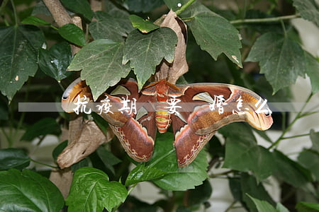 抗疫期間要離婚怎么辦