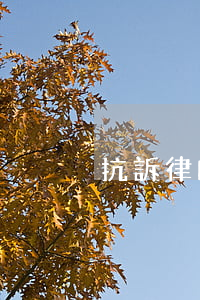 抗訴律師先辦案后付款不勝不收費律師