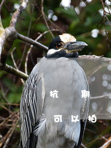 抗訴期間法院可以拍賣房產嗎(抗訴期間法院可以拍賣房產嗎)