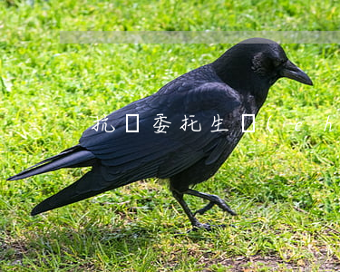 抗體委托生產(chǎn)合同