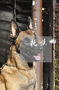 抚顺哪个律师最厉害(抚顺律师排行榜)