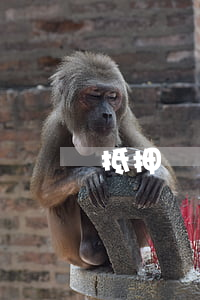 抵押債權(quán)信托怎么辦理