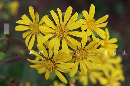 抵押擔(dān)保借款合同