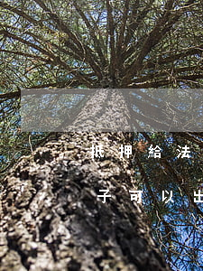 抵押給法院的房子可以租賃嗎(抵押銀行的房子可以出租嗎)