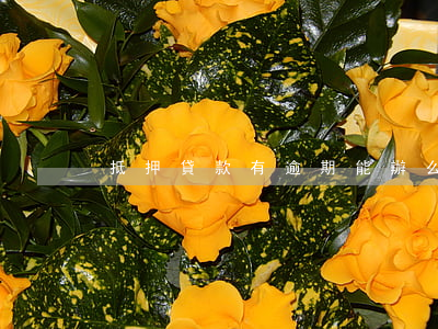 抵押貸款有逾期能辦么(抵押逾期怎么處理)