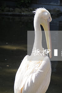 抵押貸款逾期100天(抵押貸款逾期100天)