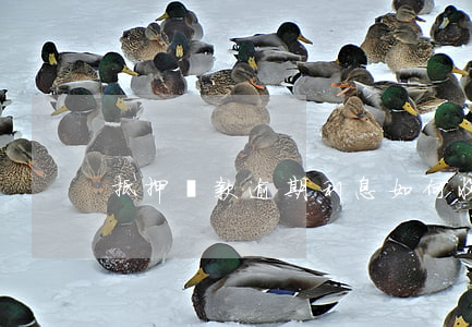 抵押貸款逾期利息如何收(抵押逾期怎么處理)