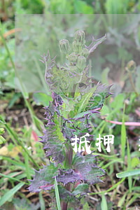 抵押貸款逾期概率(銀行抵押貸款逾期多久起訴)