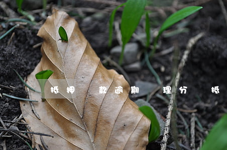 抵押貸款逾期處理分錄(抵押逾期怎么處理)