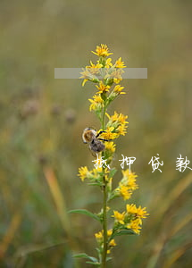 抵押贷款逾期四个月(贷款逾期4个月已还清)
