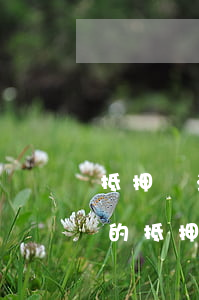 抵押車法院可以執(zhí)行嗎(法院判決的抵押車能要嗎)