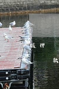 抵押車貸款逾期車被轉(zhuǎn)押(押車貸款逾期了把我車賣了)