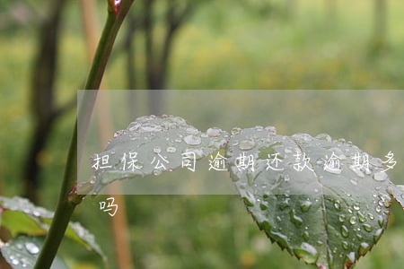 担保公司逾期还款 逾期多久担保公司会帮还吗