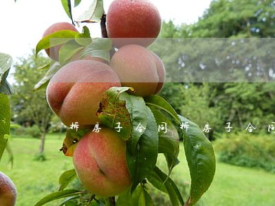 拆房子合同(拆房子合同簽字后家屬不同意)