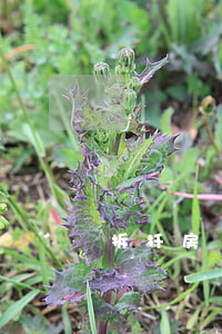 拆扦房沒有房產(chǎn)證