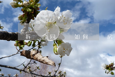 拆遷合同糾紛如何賠償(房屋拆遷怎么賠)